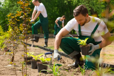 landscaping